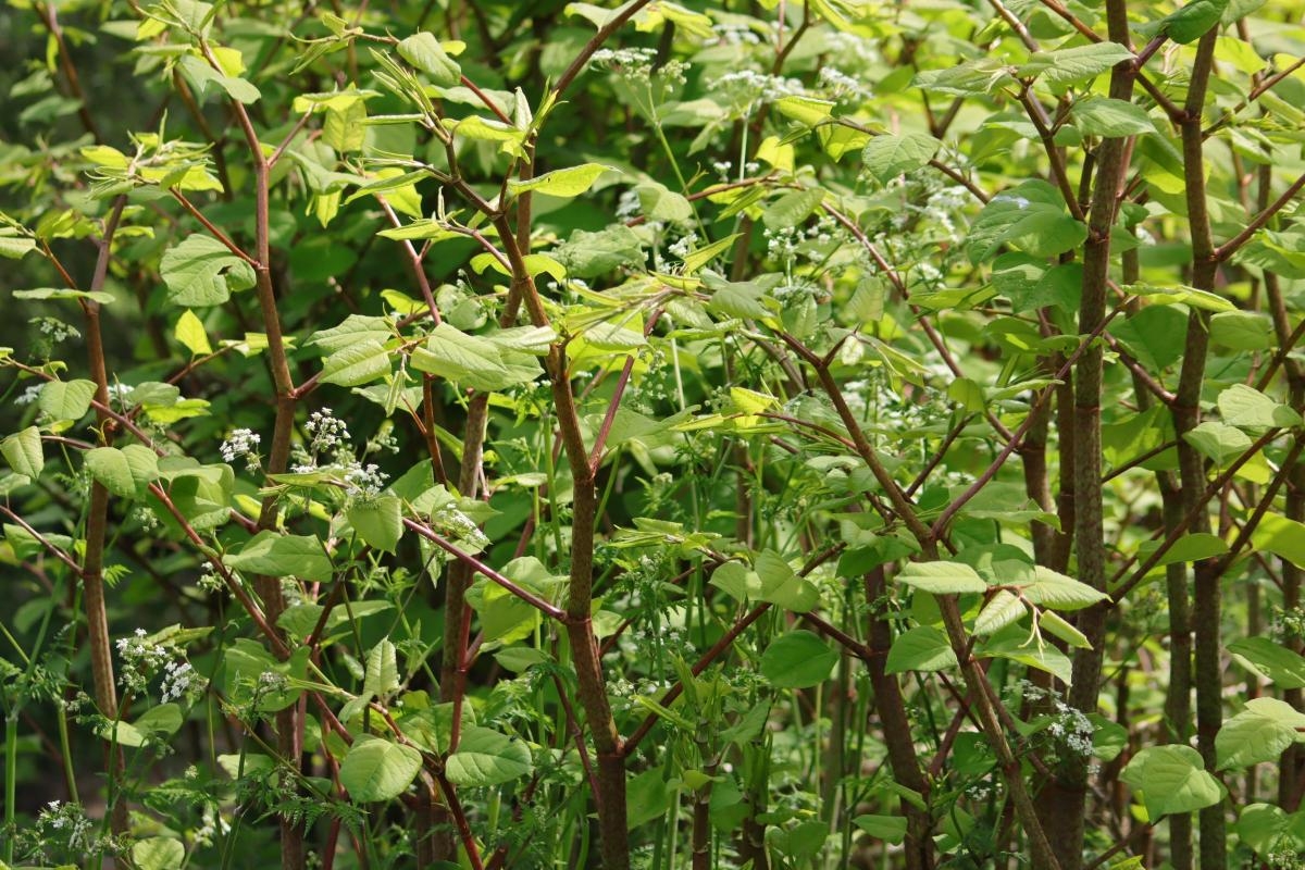Warning over 'beast' invasive plant that's in 'super growth' in the UK right now