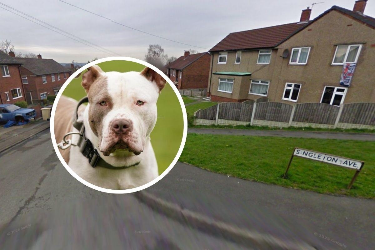 XL Bully killed after 'horrific' attack which left dog 'covered in blood'