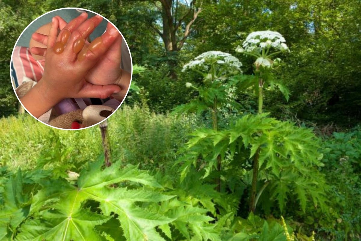 Warning as Britain's ‘most dangerous plant' spotted in an area of Bolton