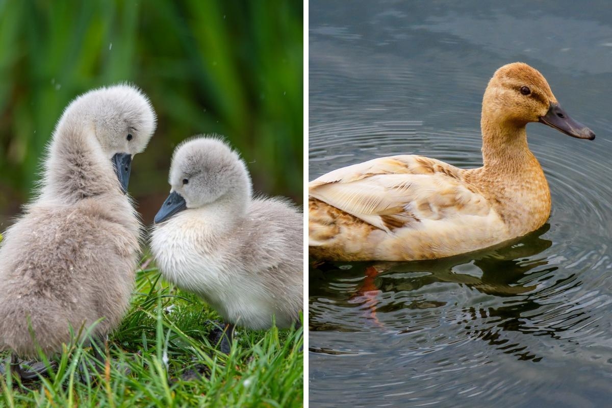 Five beautiful photographs of birds taken in Bolton by Camera Club