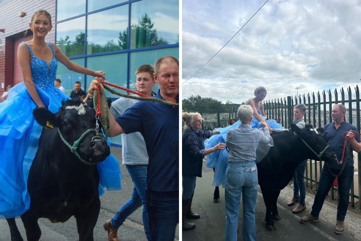 Student turns heads by riding a cow into her prom