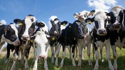 Bluetongue outbreak endangers UK livestock – what you need to know about the virus