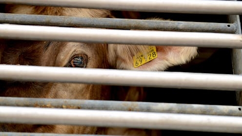 Coal power plants were paid to close. Is it time to do the same for slaughterhouses?