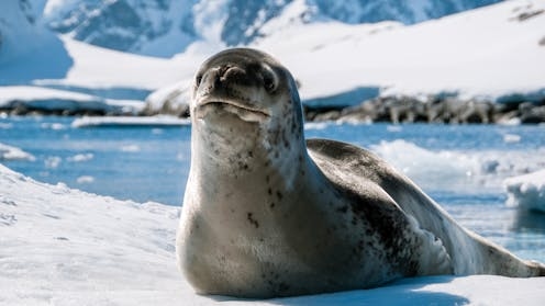 Antarctic leopard seal ‘songs' are surprisingly similar to nursery rhymes