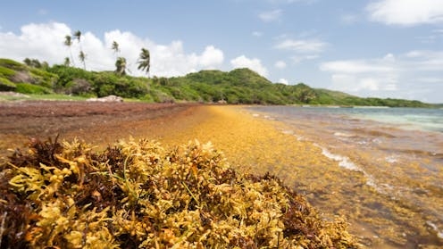 How a toxic seaweed choking Caribbean beaches could become a valuable resource