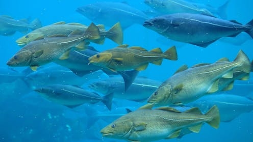 How climate change is making Europe's fish move to new waters