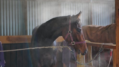 Why racehorses might hold the key to saving human lives