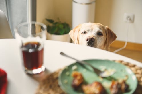 Labradors and humans share the same obesity genes
