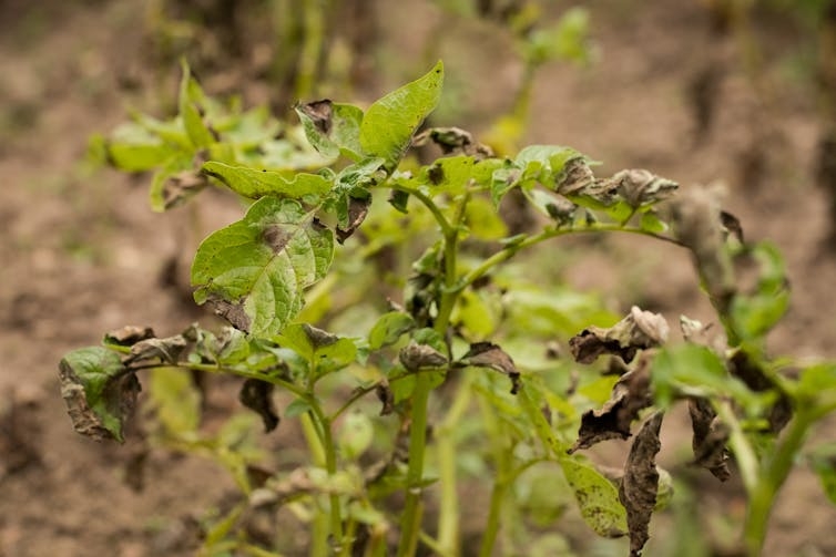 How to tackle new strains of potato blight and avoid another great famine