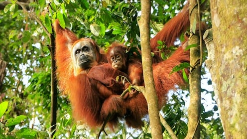 What the hidden rhythms of orangutan calls can tell us about language