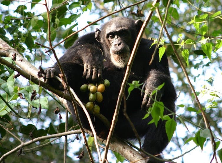 Alcohol ingestion by animals is surprisingly widespread – and we're starting to understand its impact