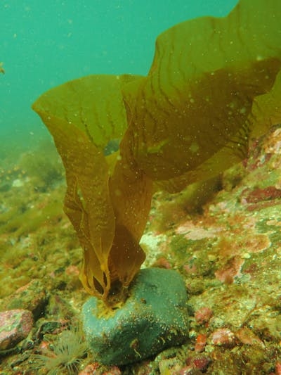 Can kelp forests help tackle climate change?