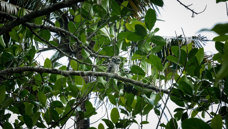 Campers report unbelievable sighting of species once thought to be extinct: 'A unique opportunity'