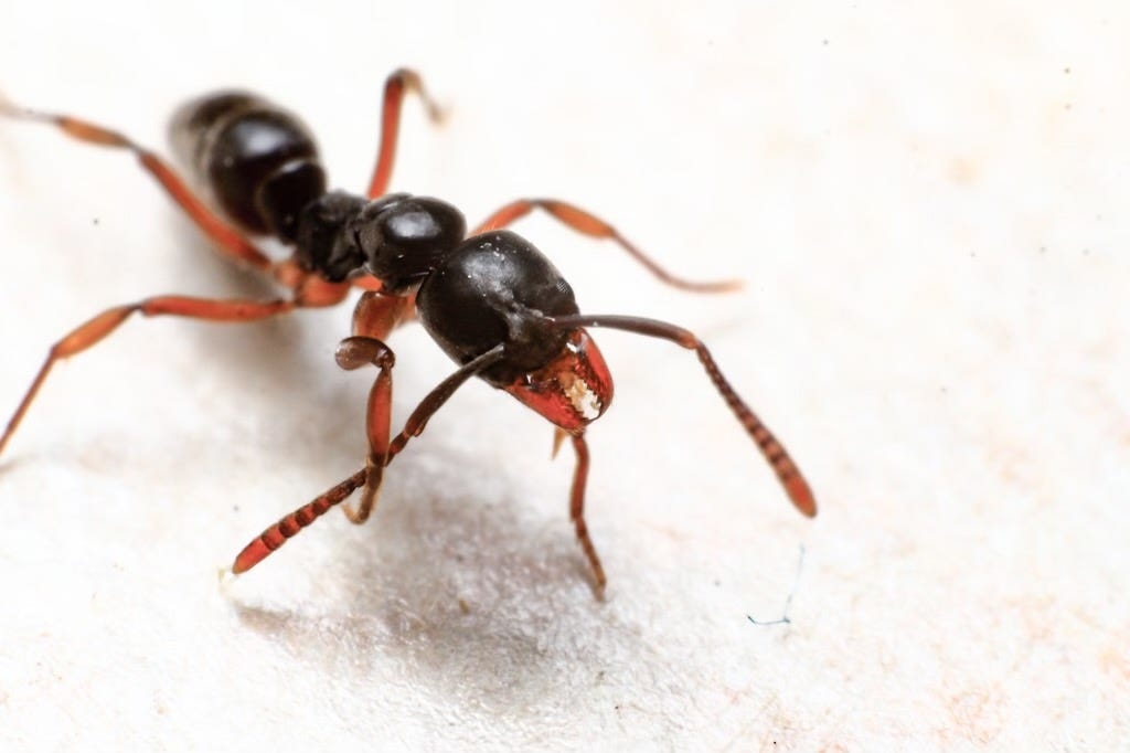 Stinging, invasive Asian needle ants found in Ohio. Here's where, why they're a problem