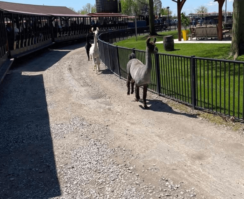 Barnyard shenanigans! Three alpacas escape from Cedar Point petting zoo