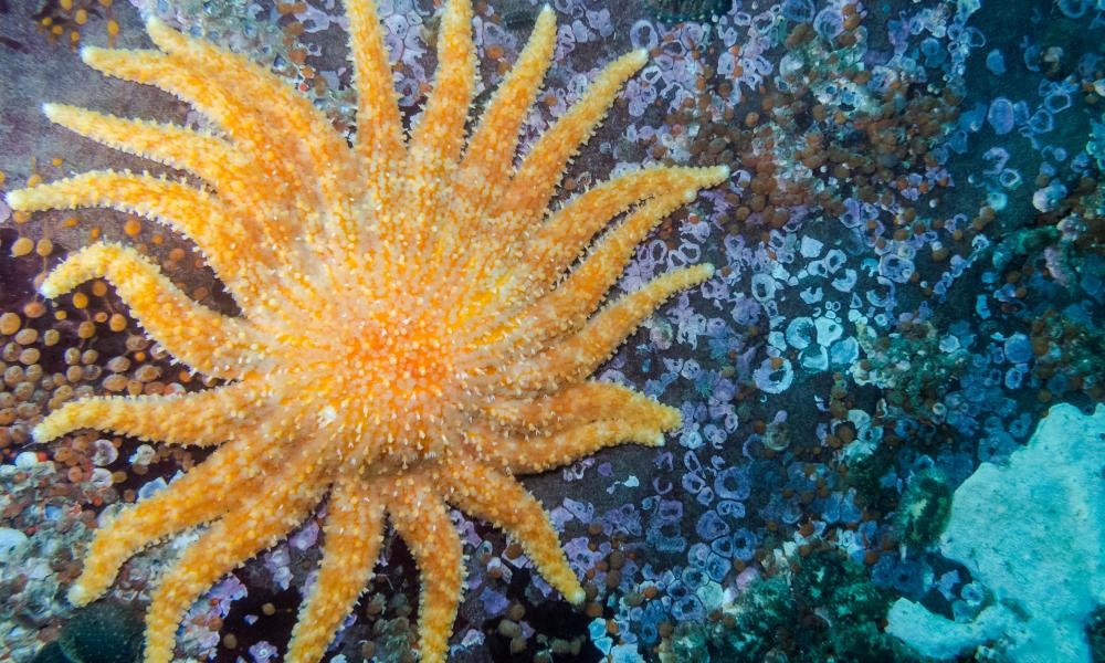 Microplastics and pesticides aiding death of sea stars in Washington state