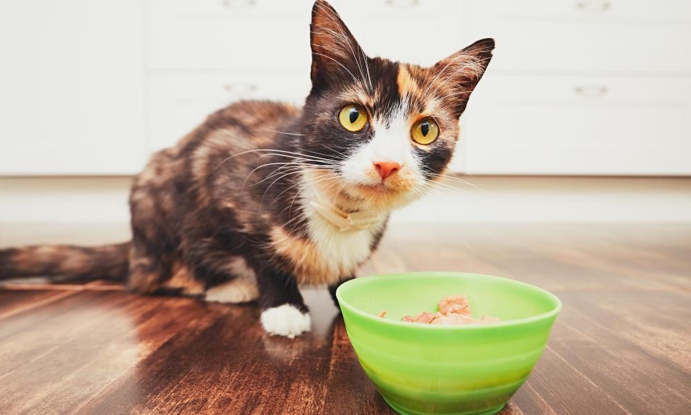 Second US company recalls pet food as bird flu spreads to cats through tainted meat