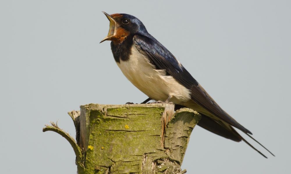 April heralds return of migratory birds to UK – unless the weather turns cruel