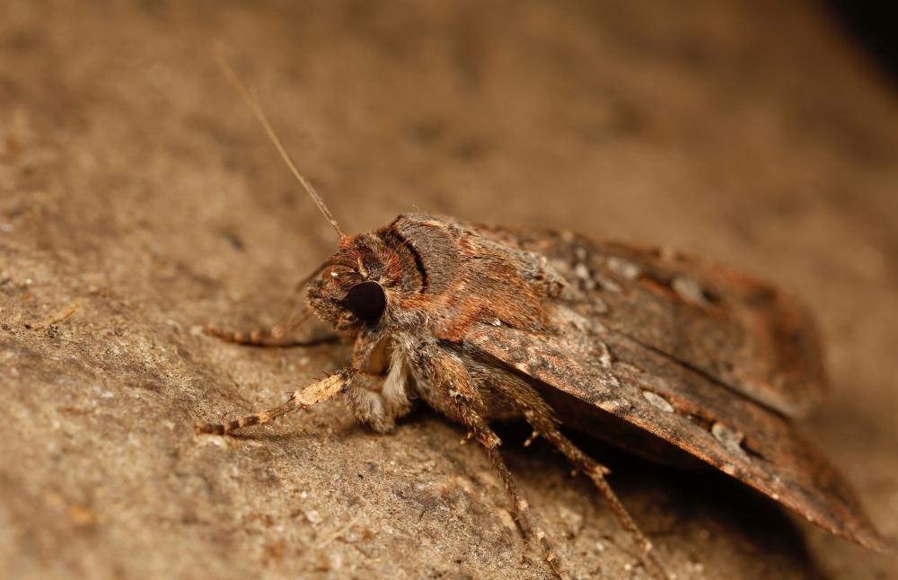 Black felt and a fake night sky: how scientists proved bogong moths use the stars to navigate to unknown lands