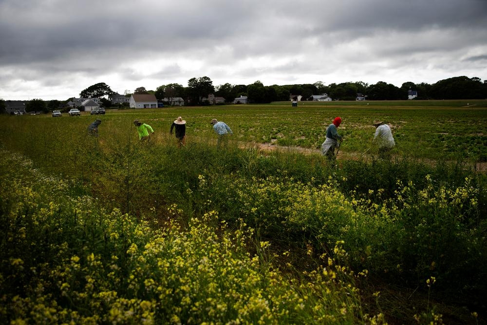 Trump administration yanks $15m in research into Pfas on US farms: ‘not just stupid, it's evil'
