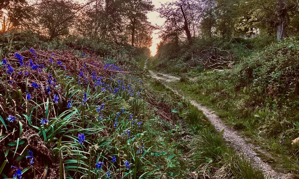 Country diary: I can hear the badgers, I can smell the badgers – but where are they?