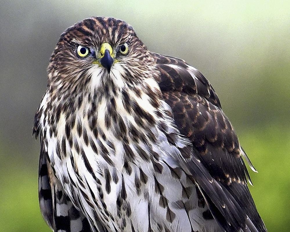 Like a Tom Cruise stunt: hawk uses traffic patterns to target prey