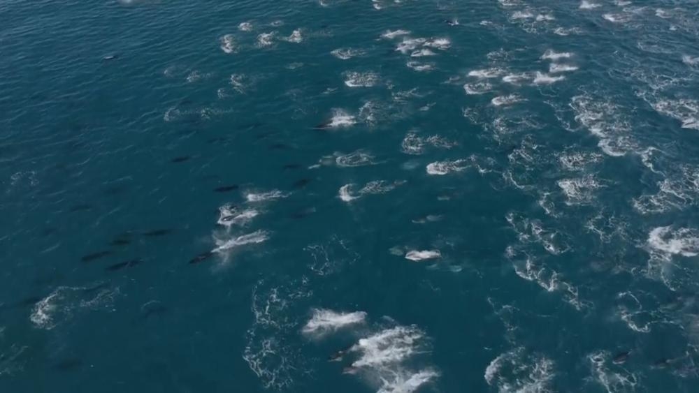 ‘Superpod' of more than 2,000 dolphins frolic off California coast: ‘Like flying eyebrows'