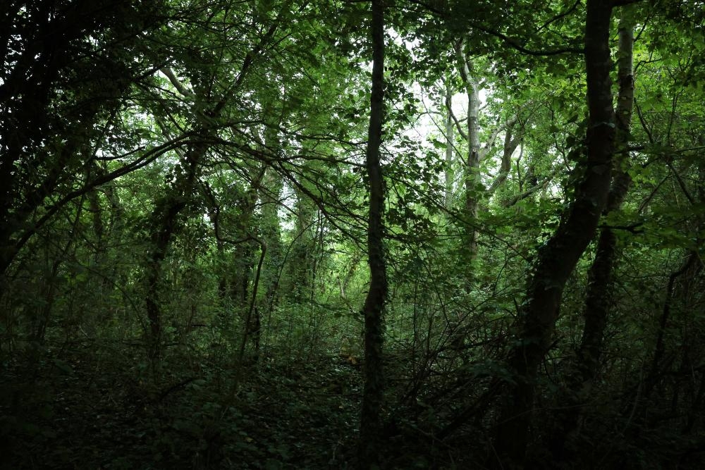 Ten jewels of English nature at risk from development and Labour's planning bill