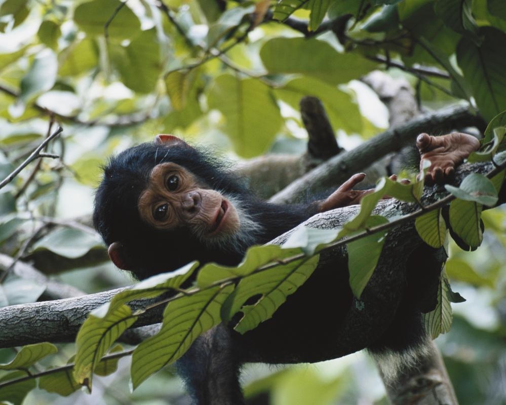 Jane Goodall chimpanzee conservation project in Tanzania hit by USAID cuts