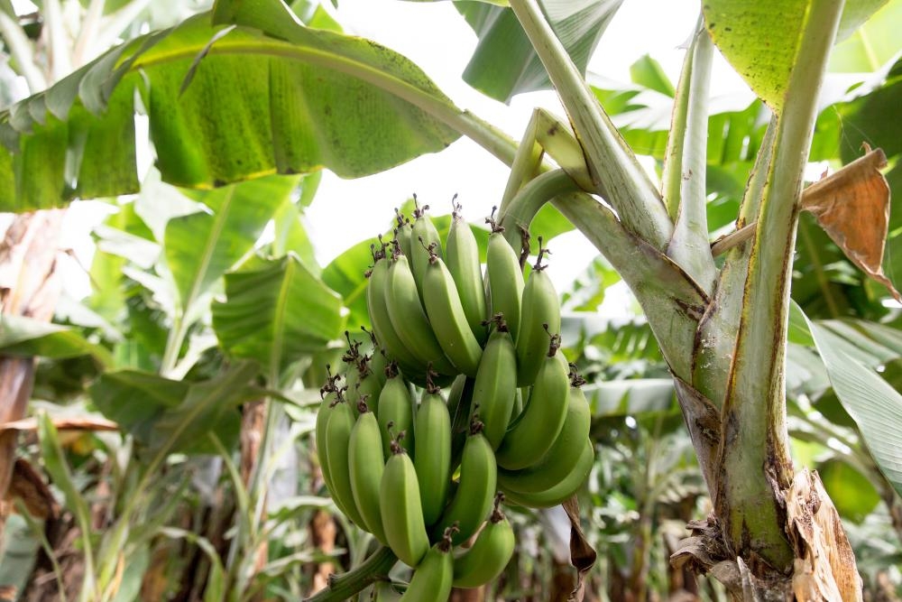 Climate crisis threatens the banana, the world's most popular fruit, research shows