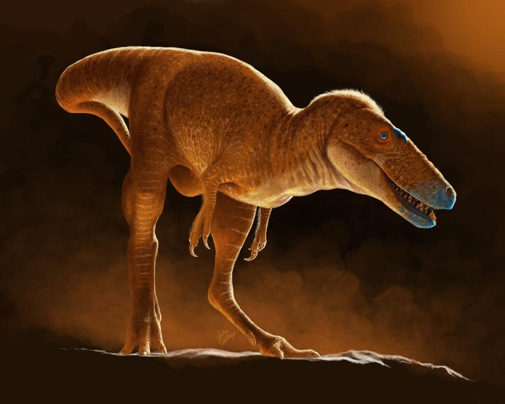 Fossils found in 1970s are most recent ancestor of tyrannosaurs, scientists say