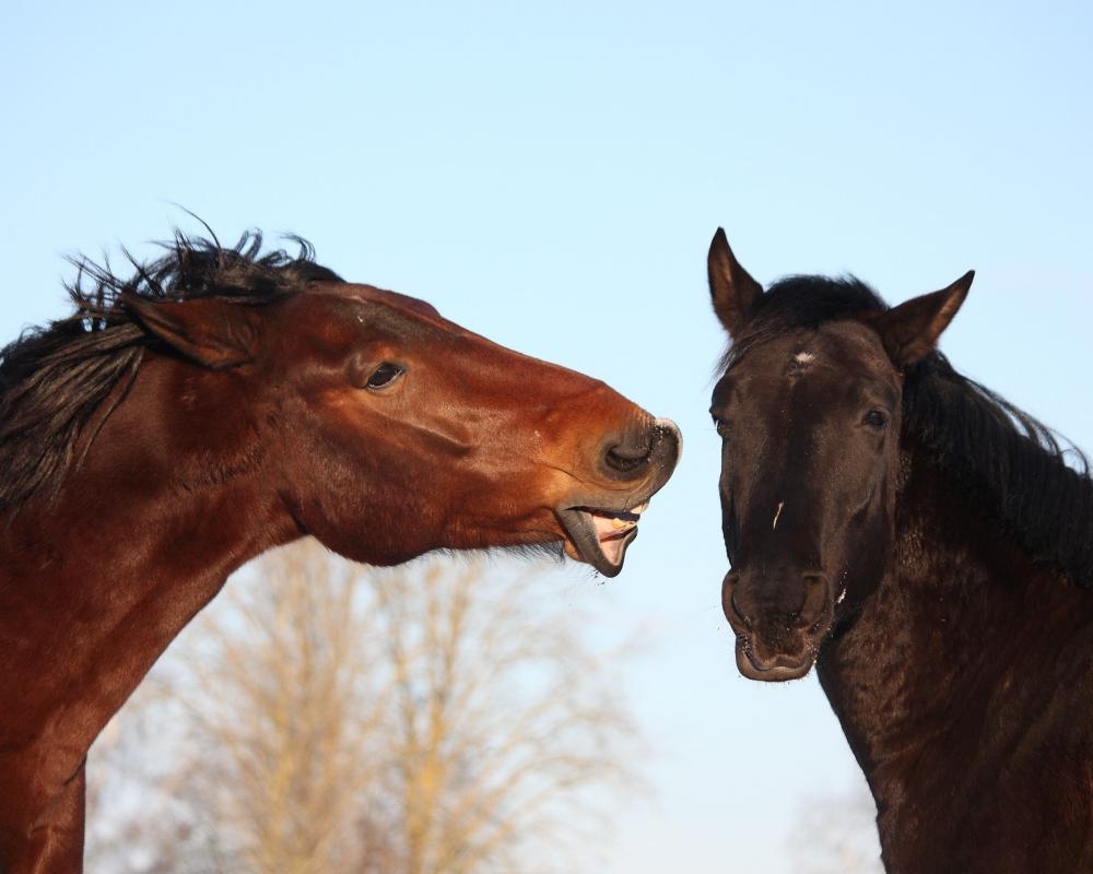 More than a long face: horses use ‘rich repertoire' of expressions to interact