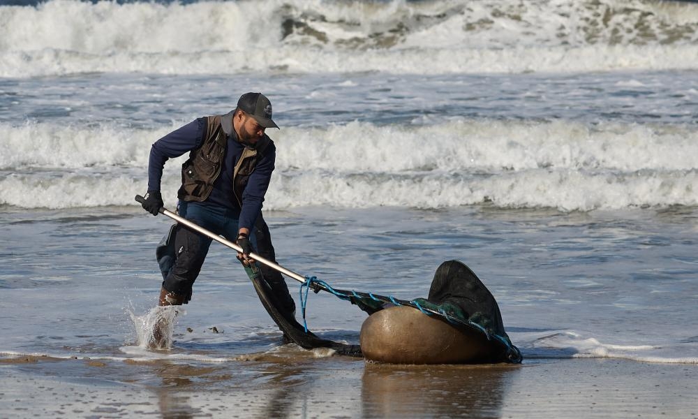 California: sea lion attack on teenager raises fears of toxic algae poisoning