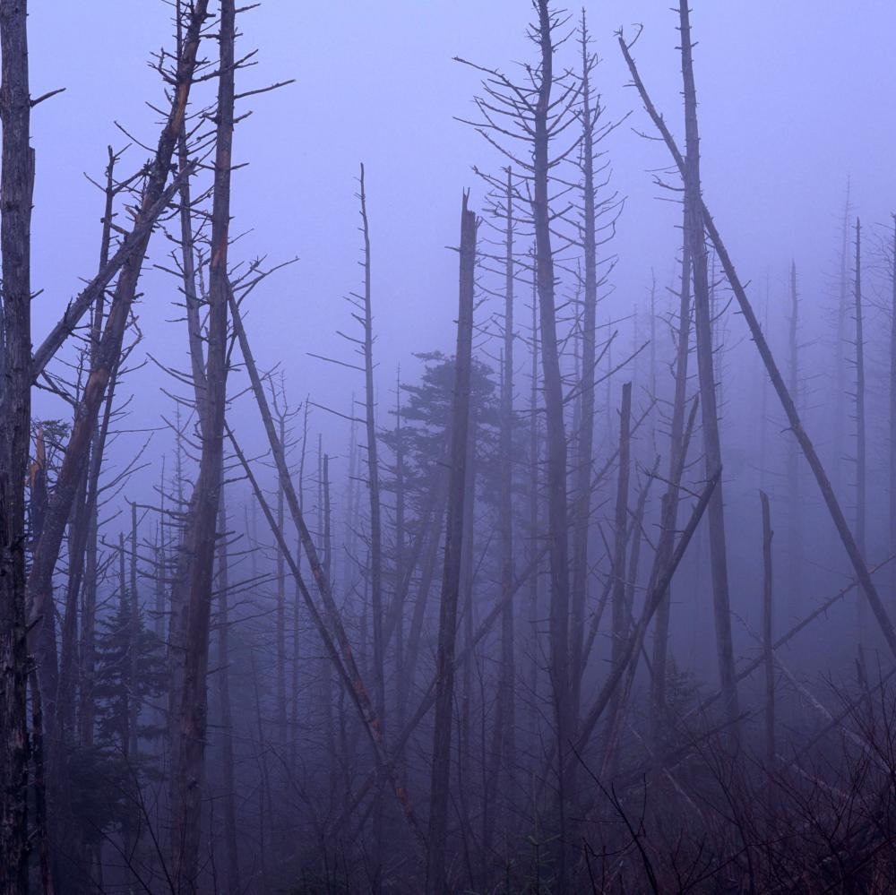 US could see return of acid rain if pollution rules are quashed, says scientist who first discovered it