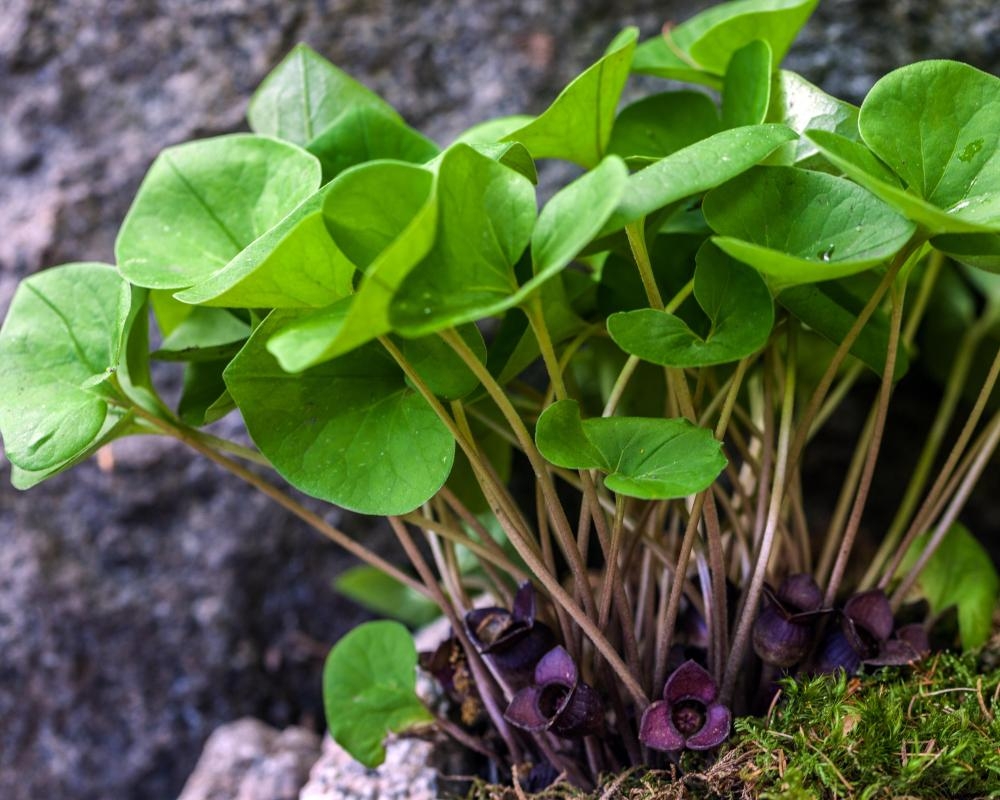 Scientists find ‘mutant' gene behind foul-smelling species of wild ginger
