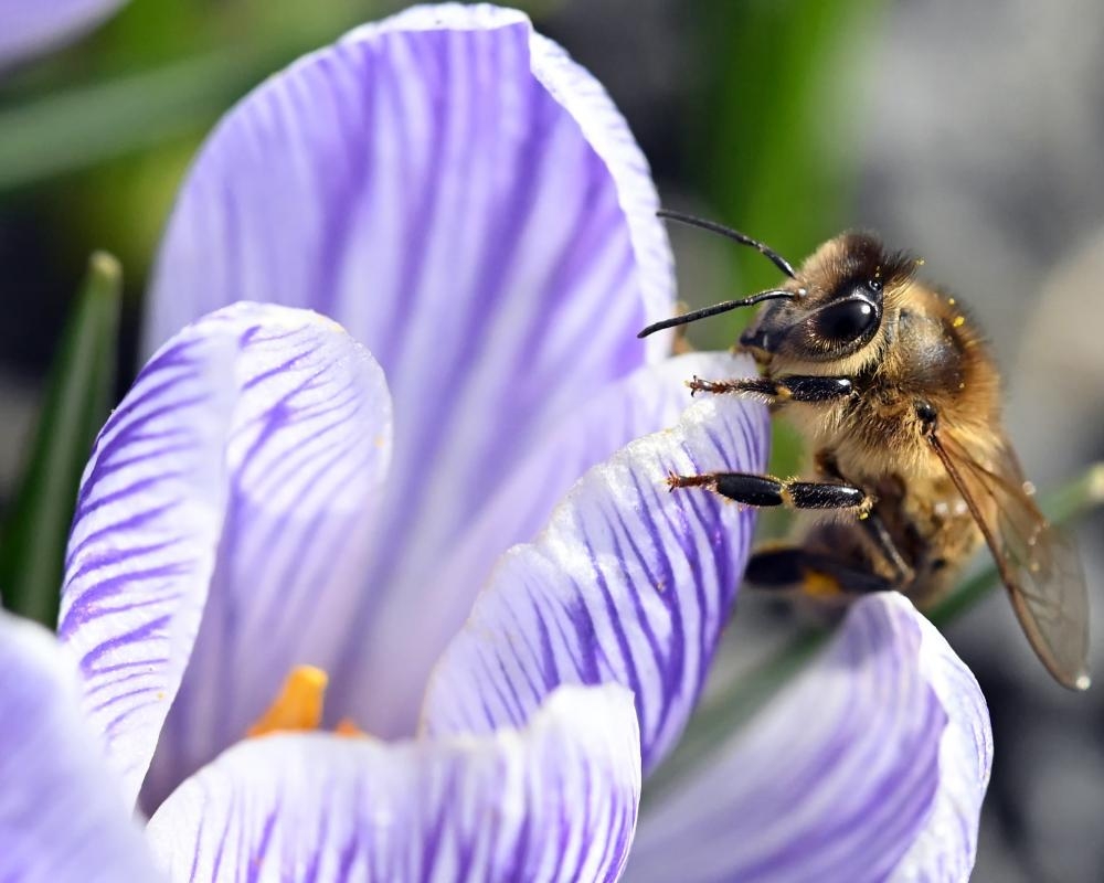 Plants produce more nectar when they ‘hear' bees buzzing, scientists find