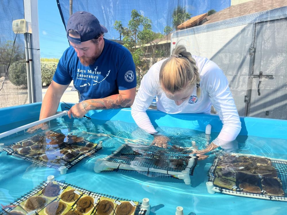 Scientists seek to save Florida's dying reefs with hardy nursery-grown coral