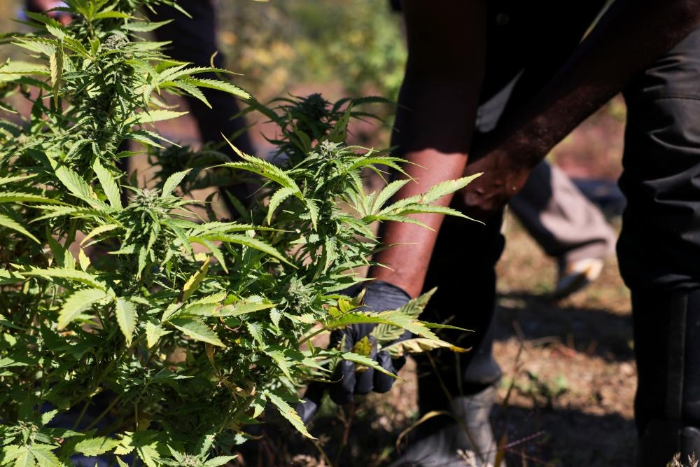 New bill would ease rules on researching cannabis and other schedule I drugs
