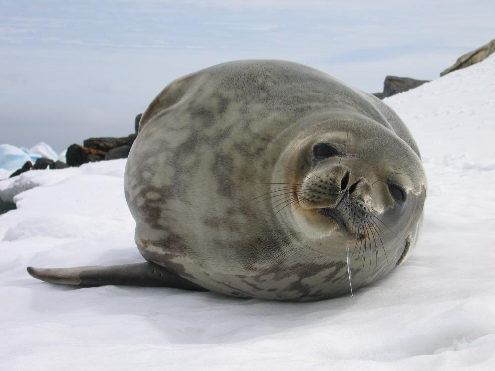 Antarctic seal numbers falling drastically due to melting sea ice, research shows