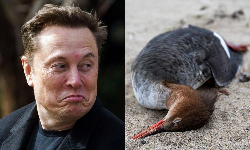 Musk's takeover of US health agencies raises pandemic threat, experts warn