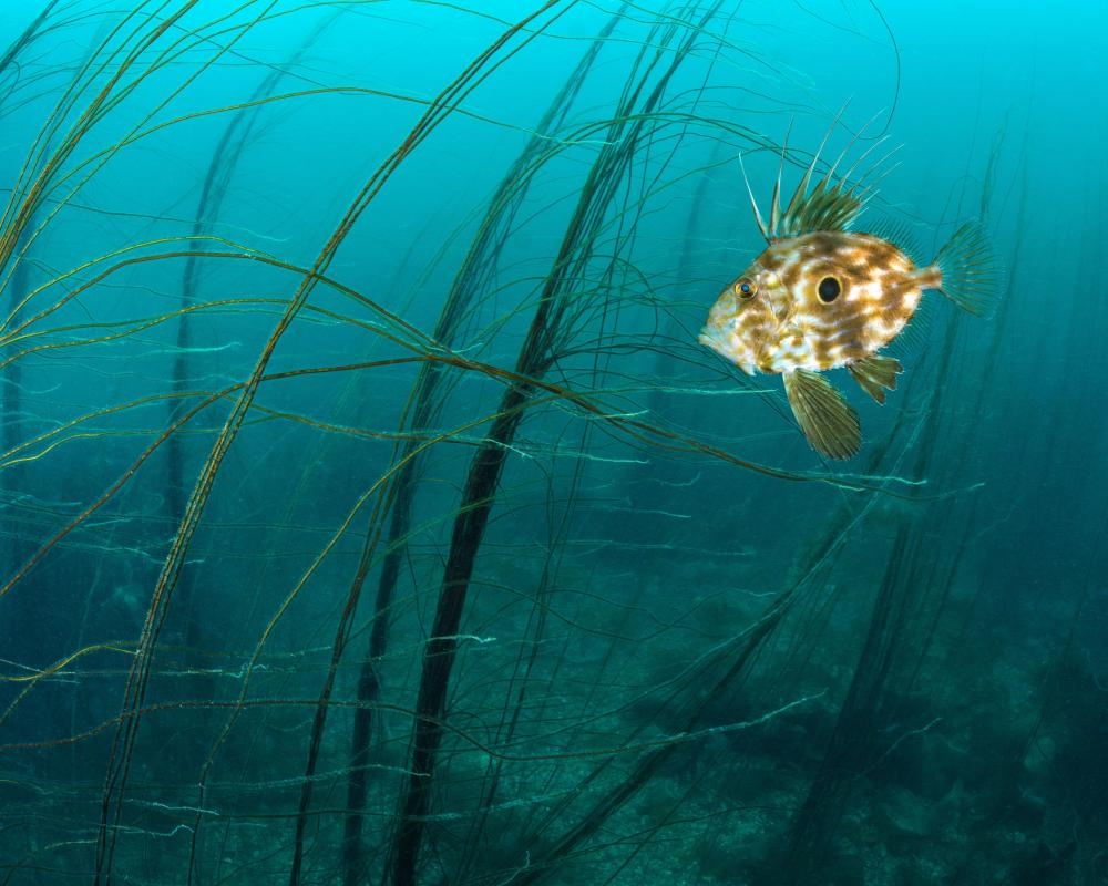 ‘Unprecedented' marine heatwave hits waters around Devon, Cornwall and Ireland