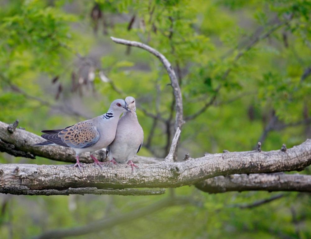 ‘Extinction crisis' could see 500 bird species vanish within a century
