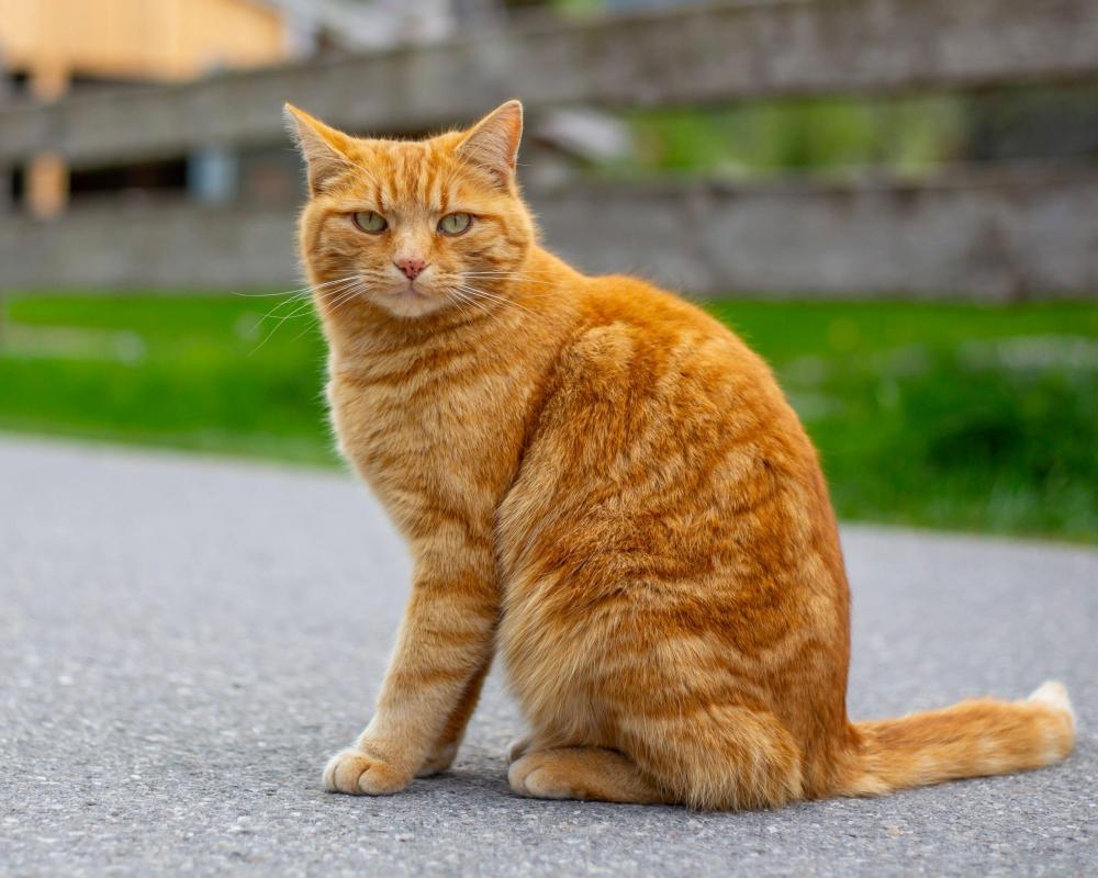 Scientists solve the mystery of ginger cats – helped by hundreds of cat owners