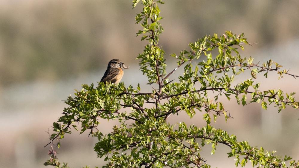 Bringing back the birds: the ‘ghost woodlands' transforming England's barren sheep fells