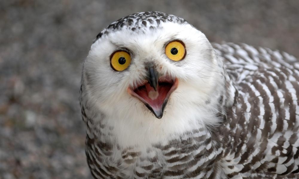 Collapsing bird numbers in North America prompt fears of ecological crisis