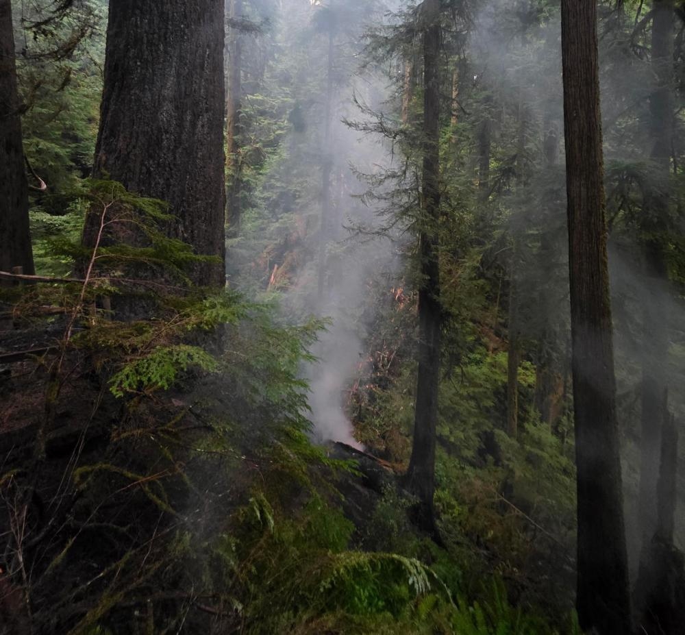 Firefighters in race to save Oregon's tallest tree after it ignites