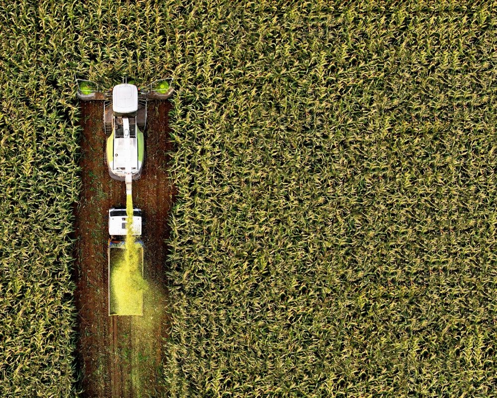 Climate crisis could hit yields of key crops even if farmers adapt, study finds