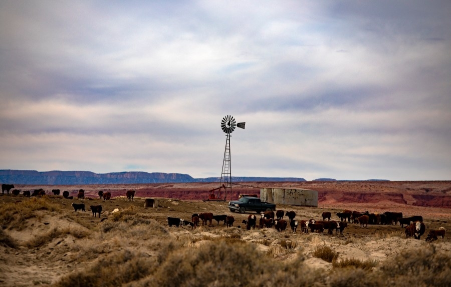 Livestock may be threatening endangered species in Arizona and New Mexico: Report