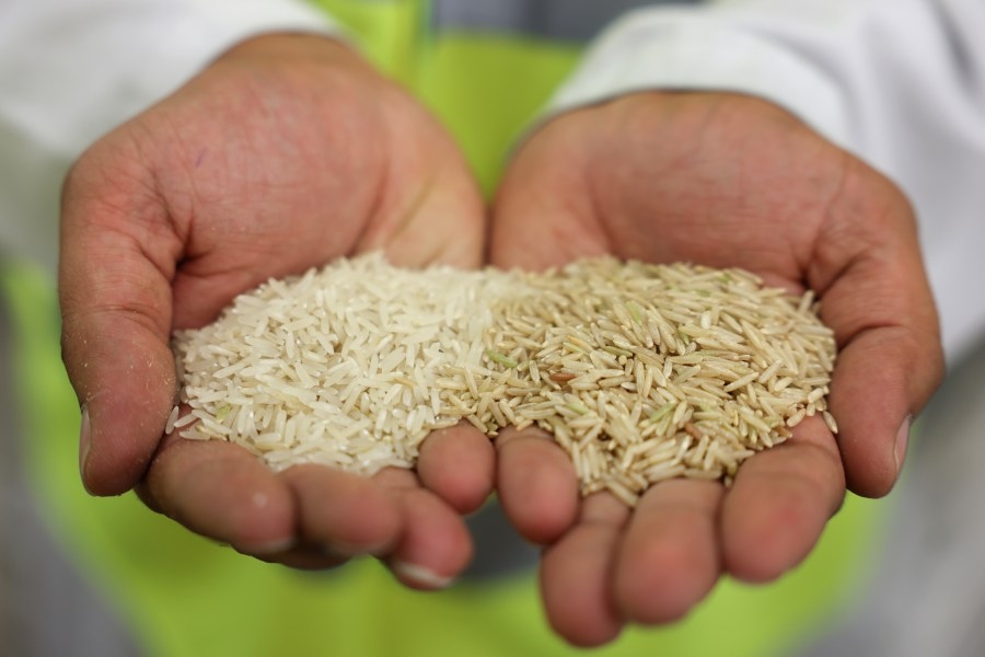 Lead, arsenic found in popular rice brands: Study