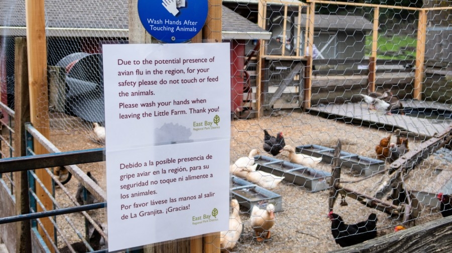 Opinion - How to test for and control bird flu before it's too late